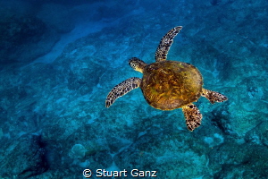 Little Green sea turtle enjoying a morning swin in the bl... by Stuart Ganz 